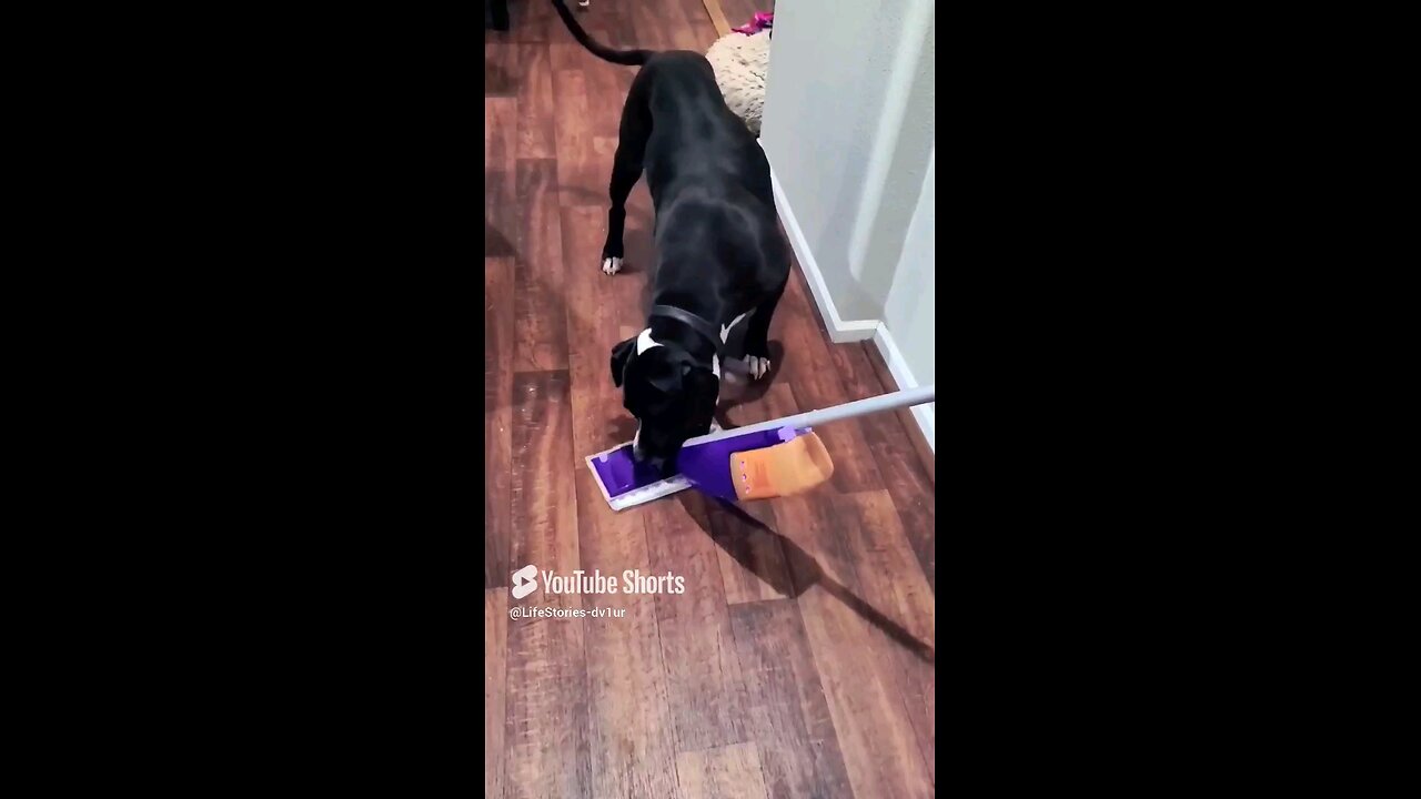 Dog reacts. You decide who wins #dog #dogs #shorts #shortvideo #shortsvideo #pitbull