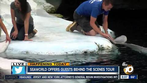 SeaWorld offers guests behind-the-scenes tour
