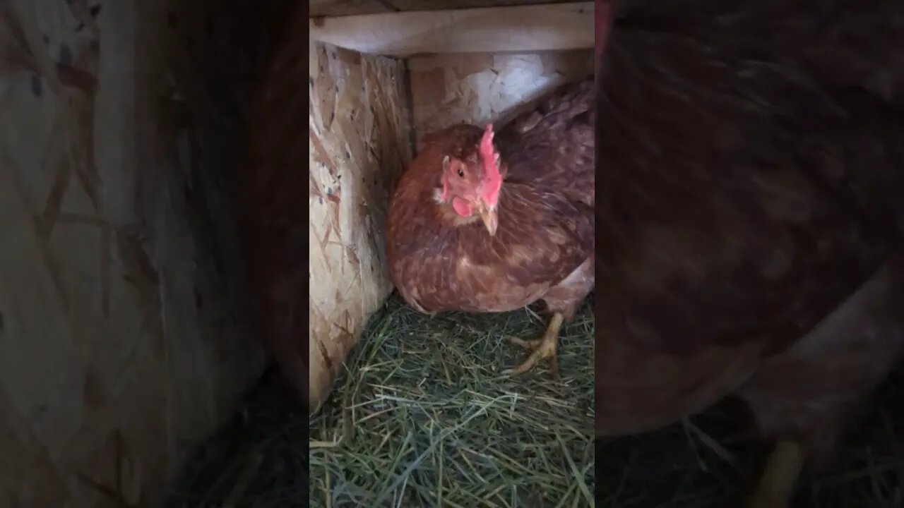 #chickens #shorts #homesteading