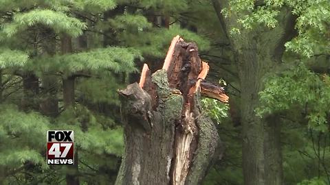 Can a county step in and take down a tree?