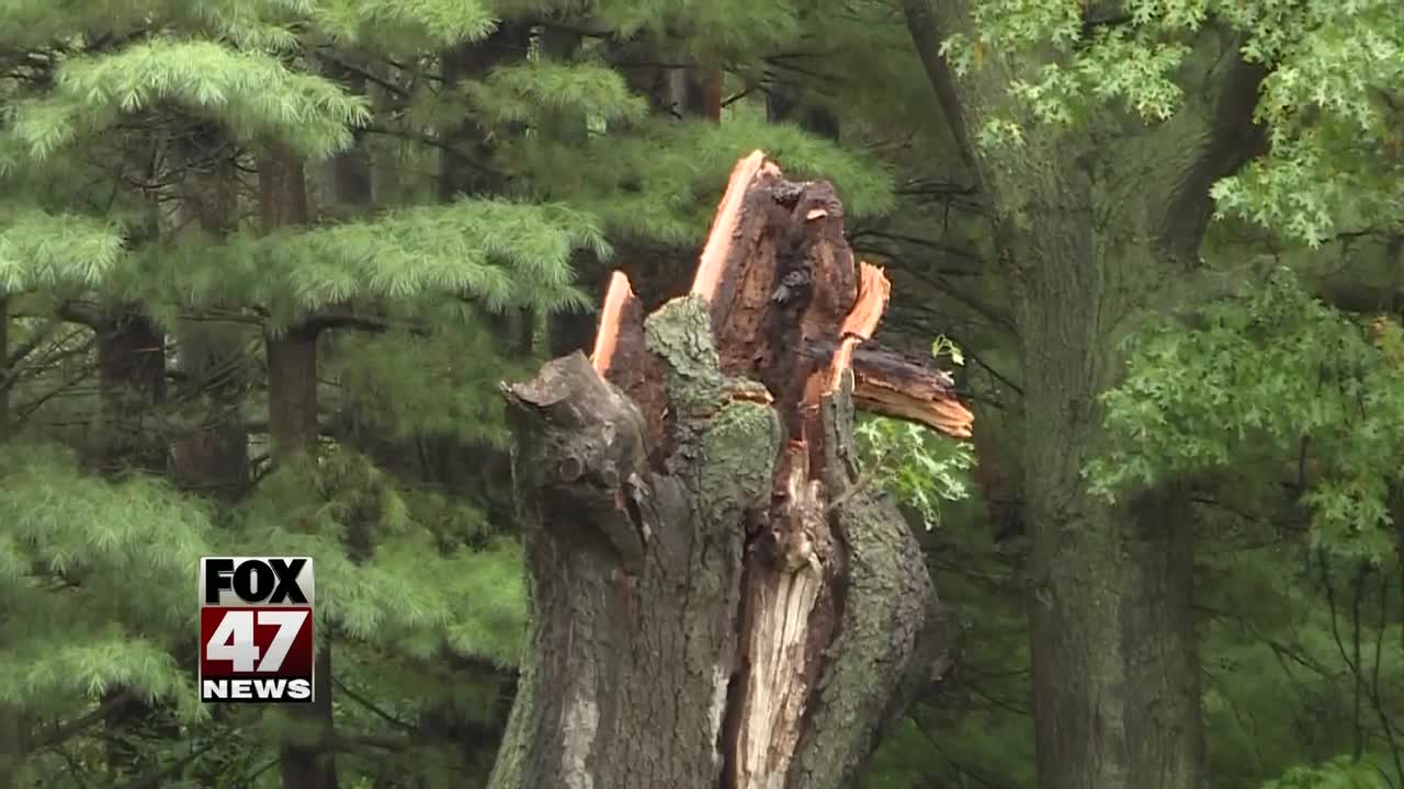 Can a county step in and take down a tree?