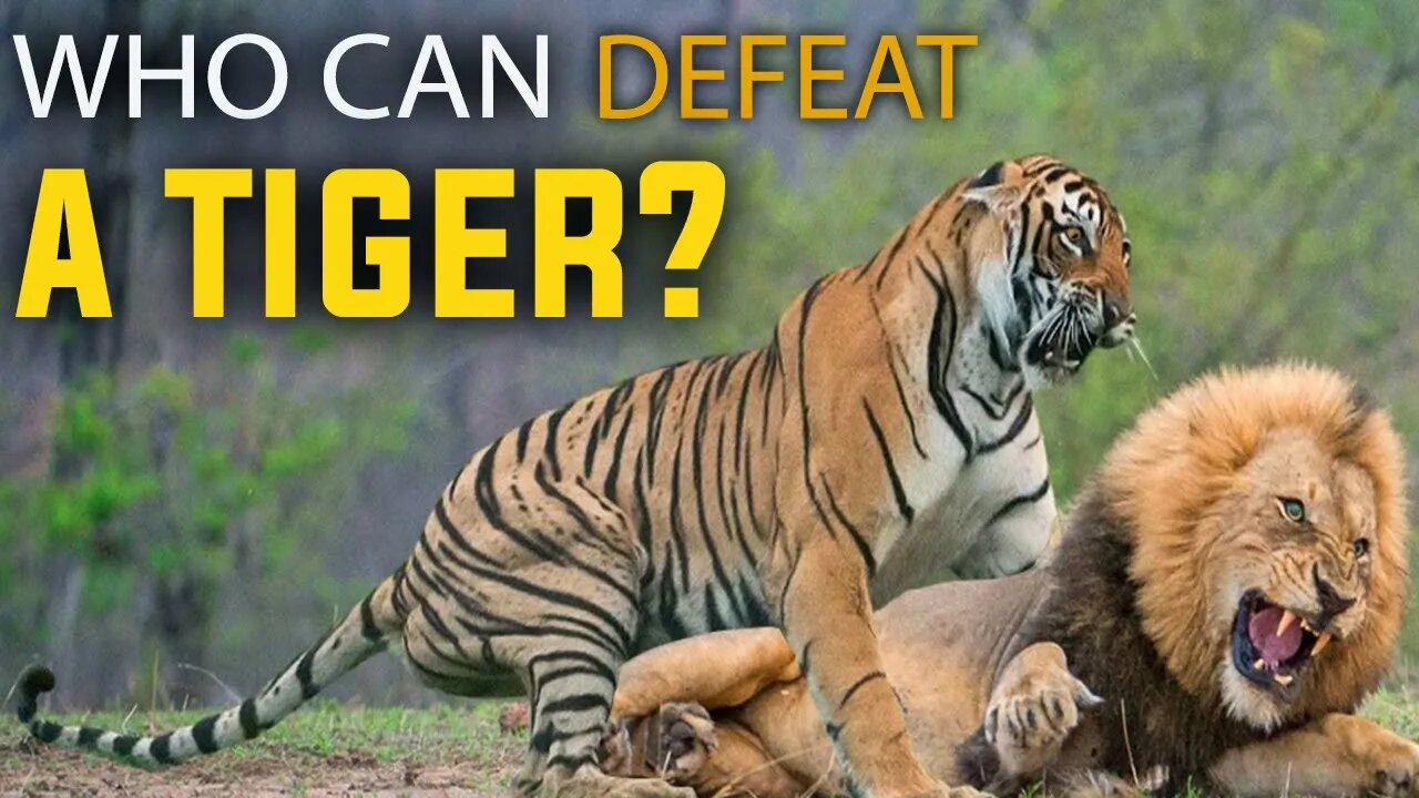 THESE 9 ANIMALS ARE CAPABLE OF DEFEATING A TIGER - HD | WILD LIFE | DOCUMENTARY