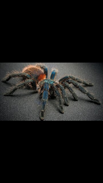 Tarantulas Make The BEST Pets!