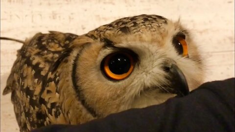 Owl City