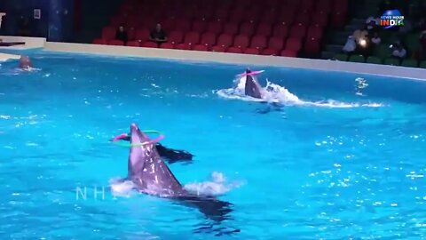 Dolphin Show in Dubai FULL VIDEO | Sea World's Dolphin Show Live