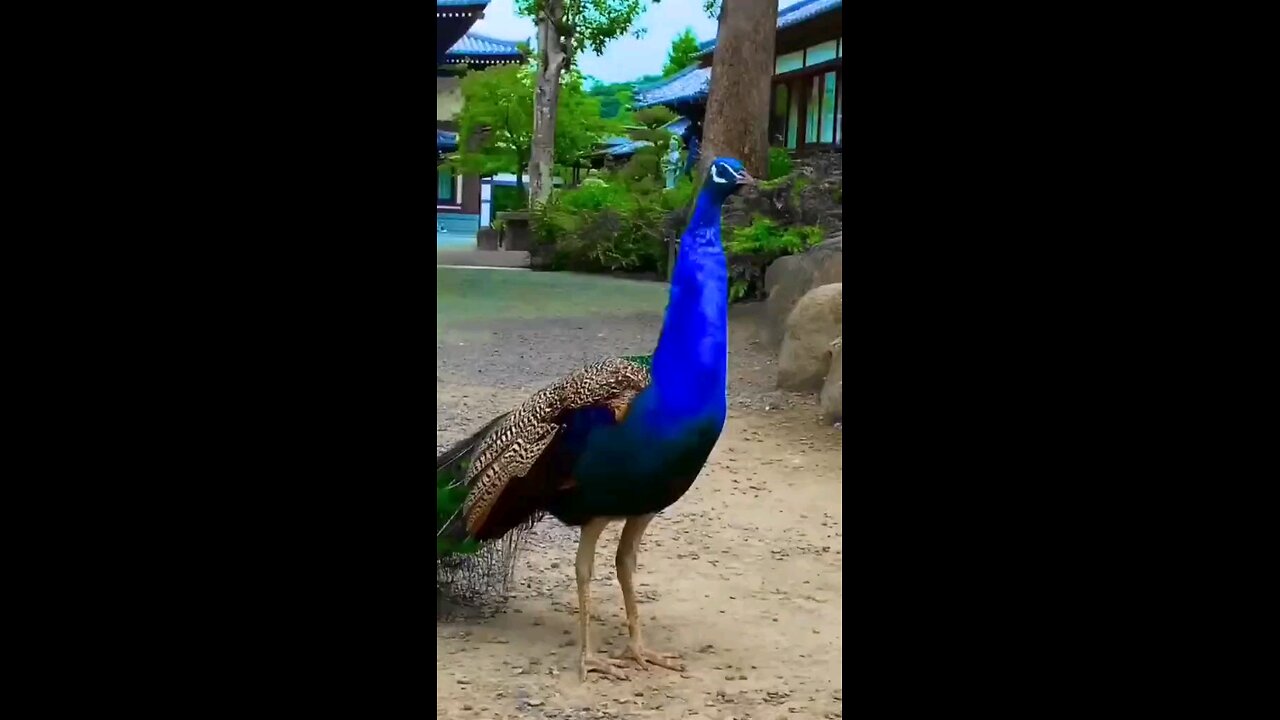 Peacock