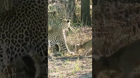 Baby nayala fight against leopard to protect his mother