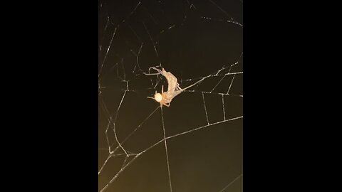 Spider with its dinner