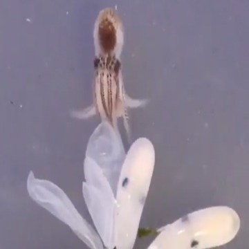 OCTOBABIES! Virginia Aquarium welcomes octopodes - ABC15 Digital