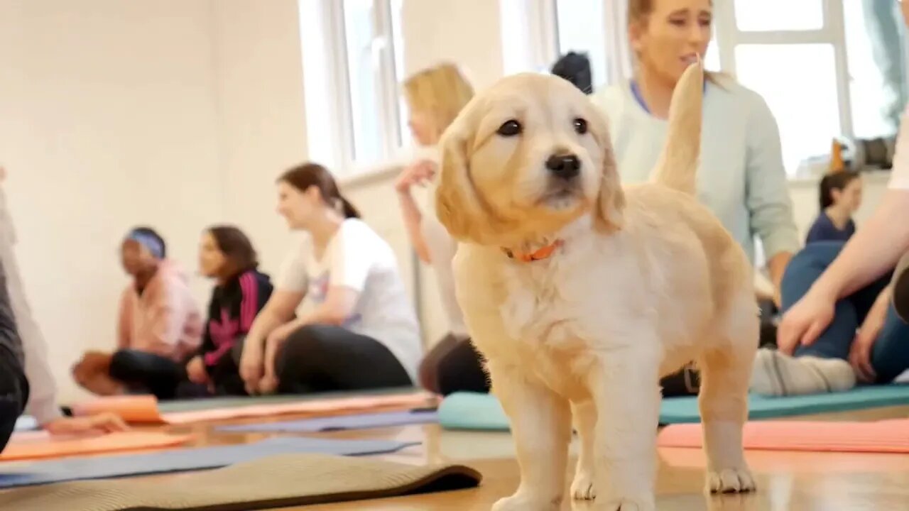 Yoga with Puppies - Pets Yoga - London - Labrador Retrievers Puppies