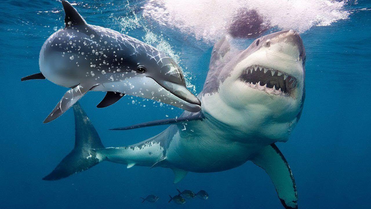 Why are sharks afraid of dolphins?