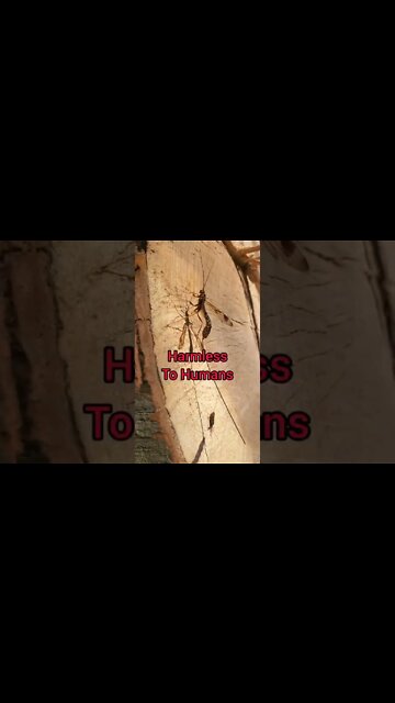 Have you ever seen this wasp around? They are harmless to humans #wasp #insect #learn #teach