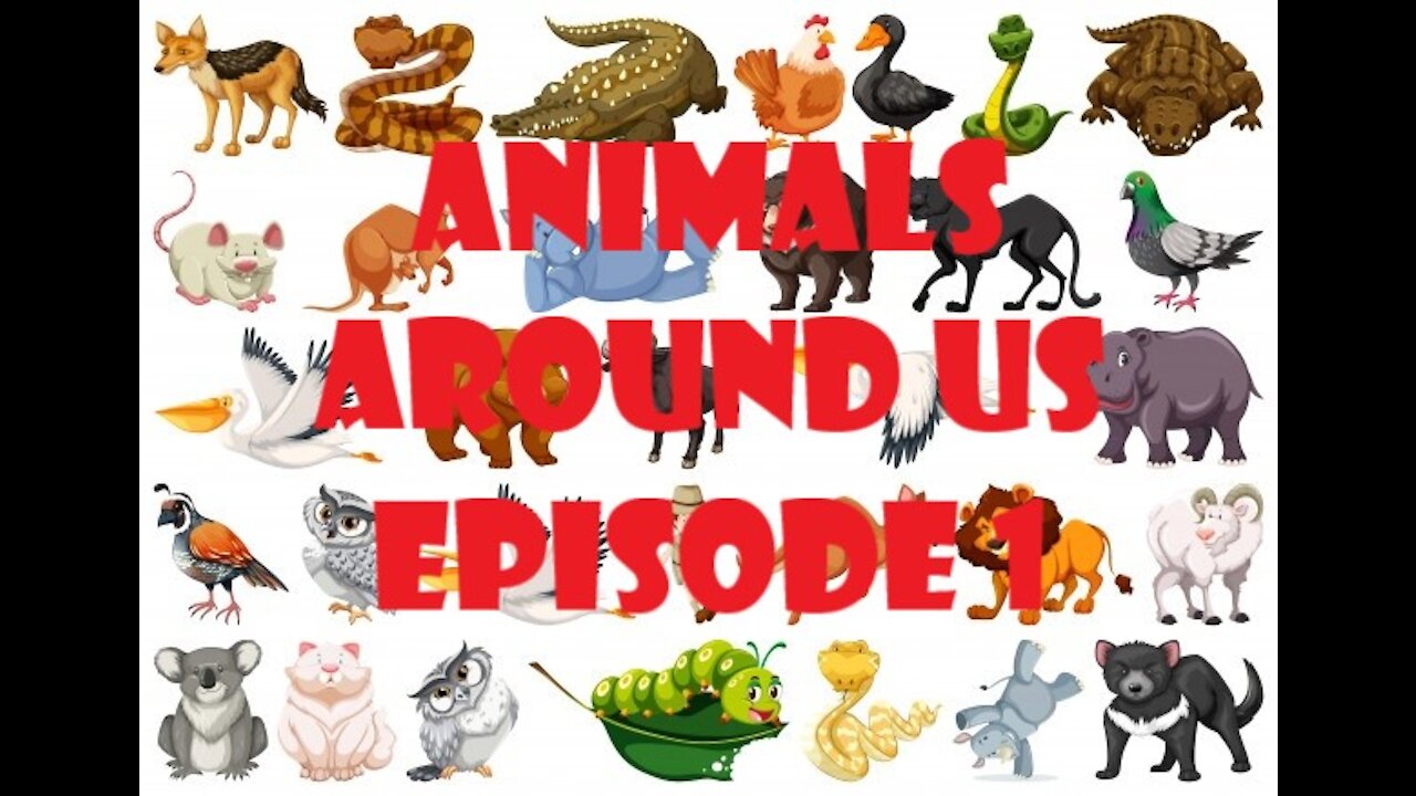 Animals Around Us Episode 1- English for Babies - ESL Learners