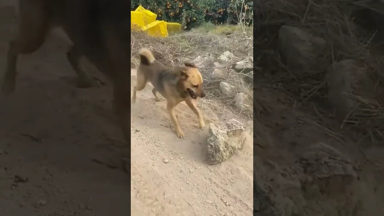 Cachorro Empurrando a Pedra 😅🐕🙀😻 #shorts