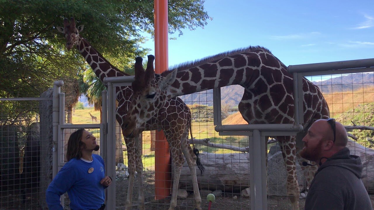 Giraffe chat at the Living Desert Palm Desert California