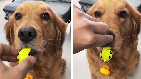 That's how a dog learns to blow a whistle!