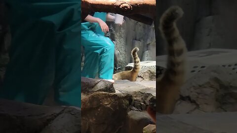 I forget what this is, but it's hungry and cute. sometimes I want to be a zookeeper