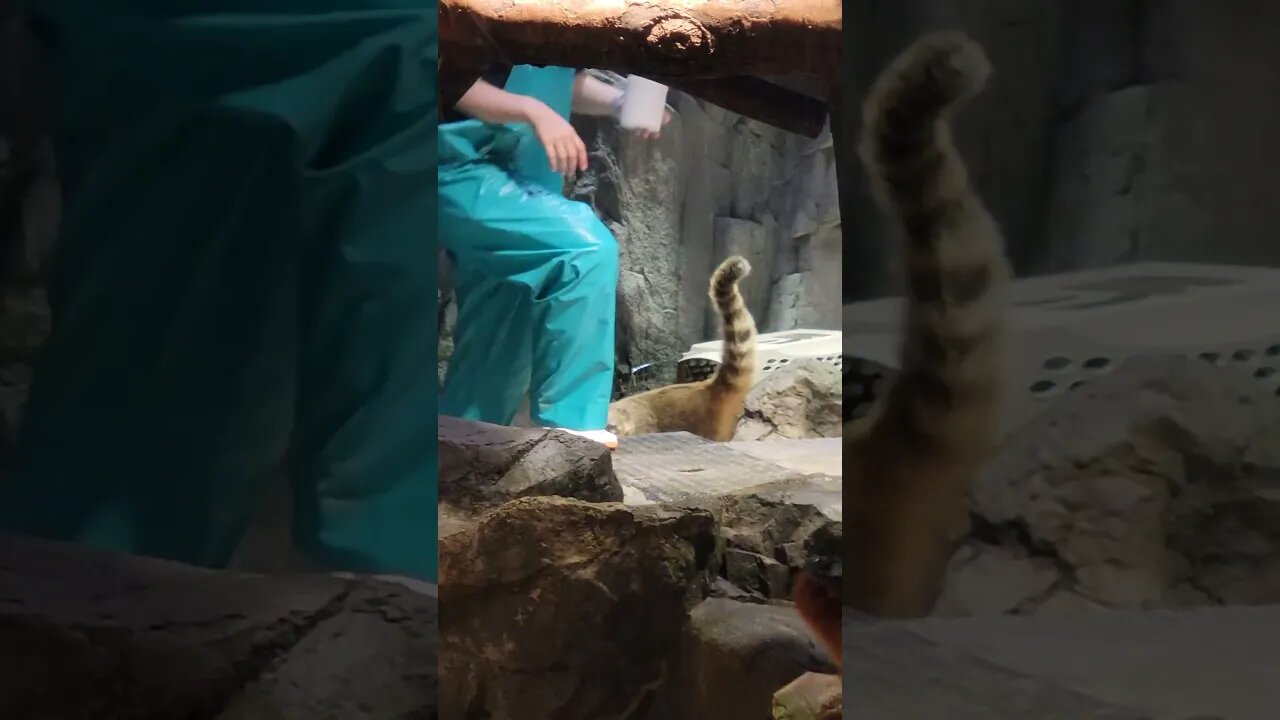 I forget what this is, but it's hungry and cute. sometimes I want to be a zookeeper