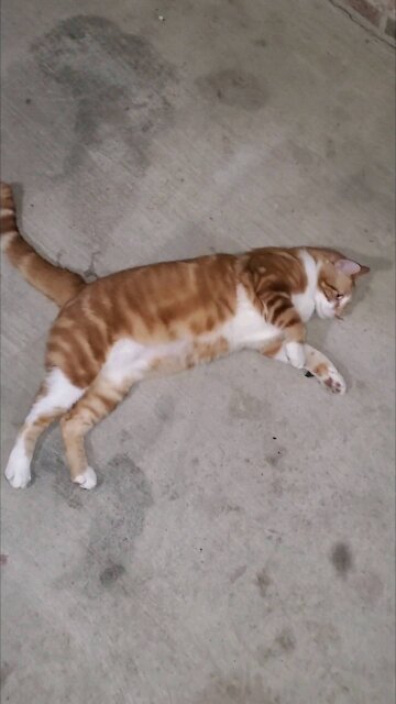 Cosmo goes to the same exact spot every time he gets outside the door