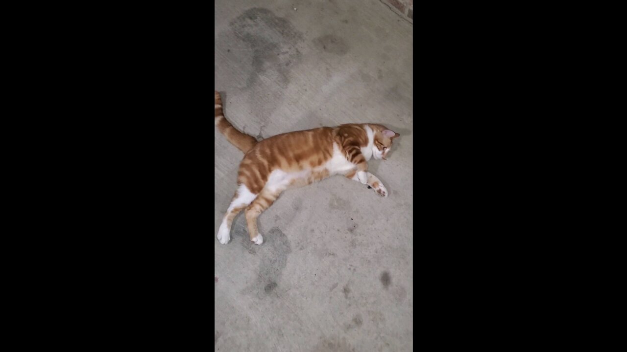 Cosmo goes to the same exact spot every time he gets outside the door