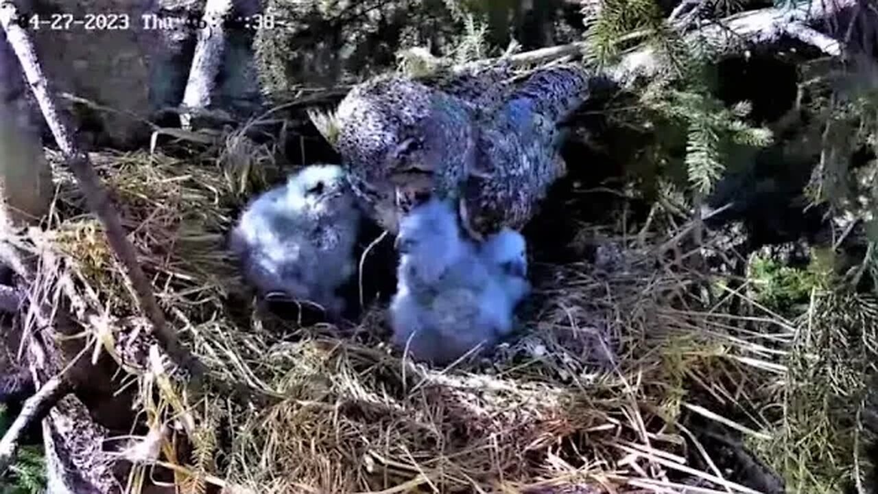 A Good Preening From Mom 🦉 04/27/23 16:11