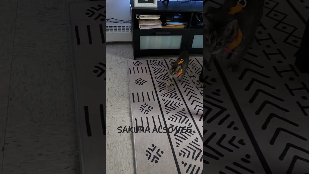 the world cutest kitten Vee playing so adorable