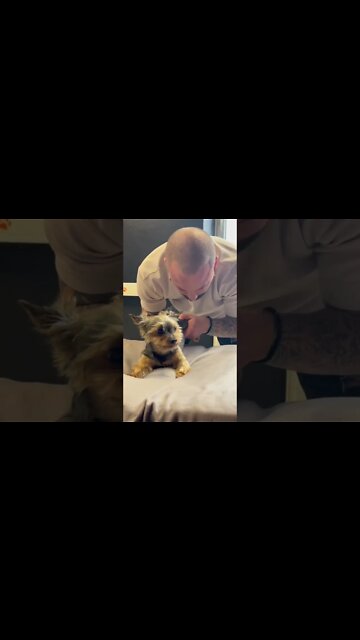 After chiropractic adjustment, the dog was checking his bottom half was still there or￼ not .. 😆