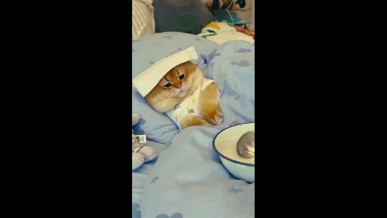 the__cute_cat_pretends_to_be_sick_🤣🤣🤣🤣