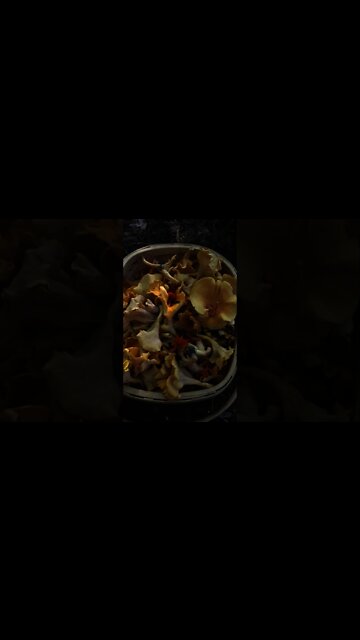 Foraging Chanterelle Mushrooms. Cooking wild edible mushrooms over a campfire. Bushcraft skills.
