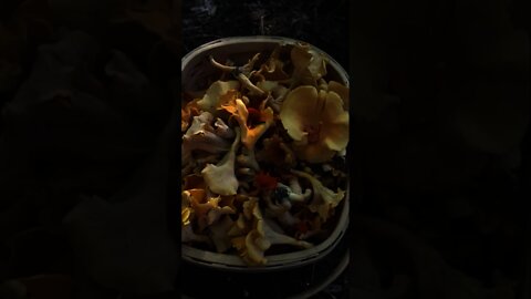 Foraging Chanterelle Mushrooms. Cooking wild edible mushrooms over a campfire. Bushcraft skills.