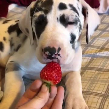 Great Dane puppy falls asleep while eating strawberries