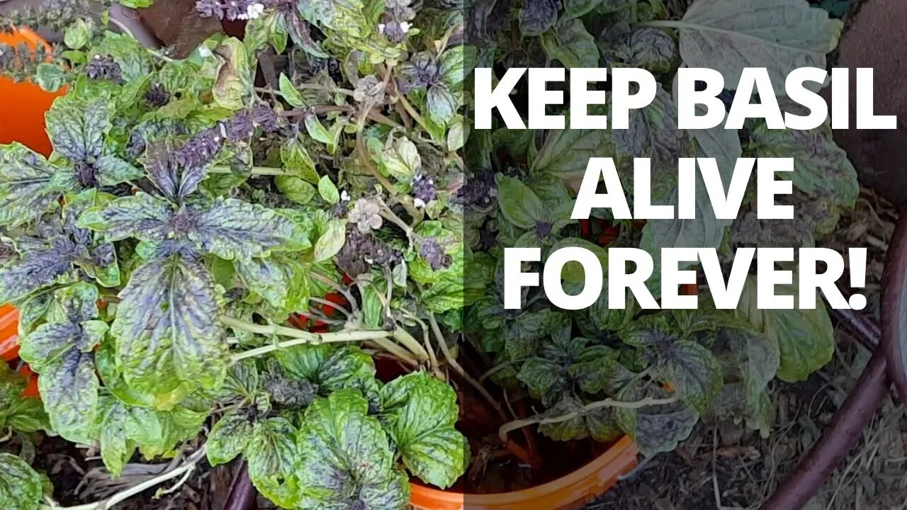 Keep Basil Plants Alive in Water! Easy Trick to Keep Basil Fresh Forever!