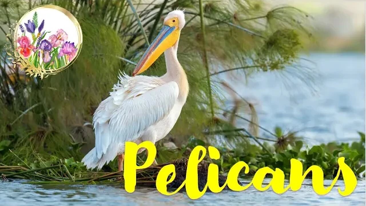 Pelicans, ONE OF THE BIGGEST FLYING BIRDS