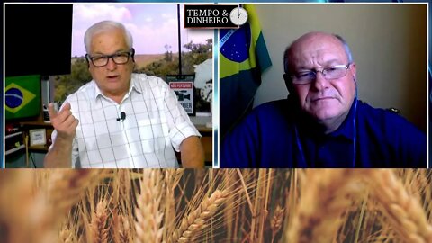 Trigo no pico da colheita