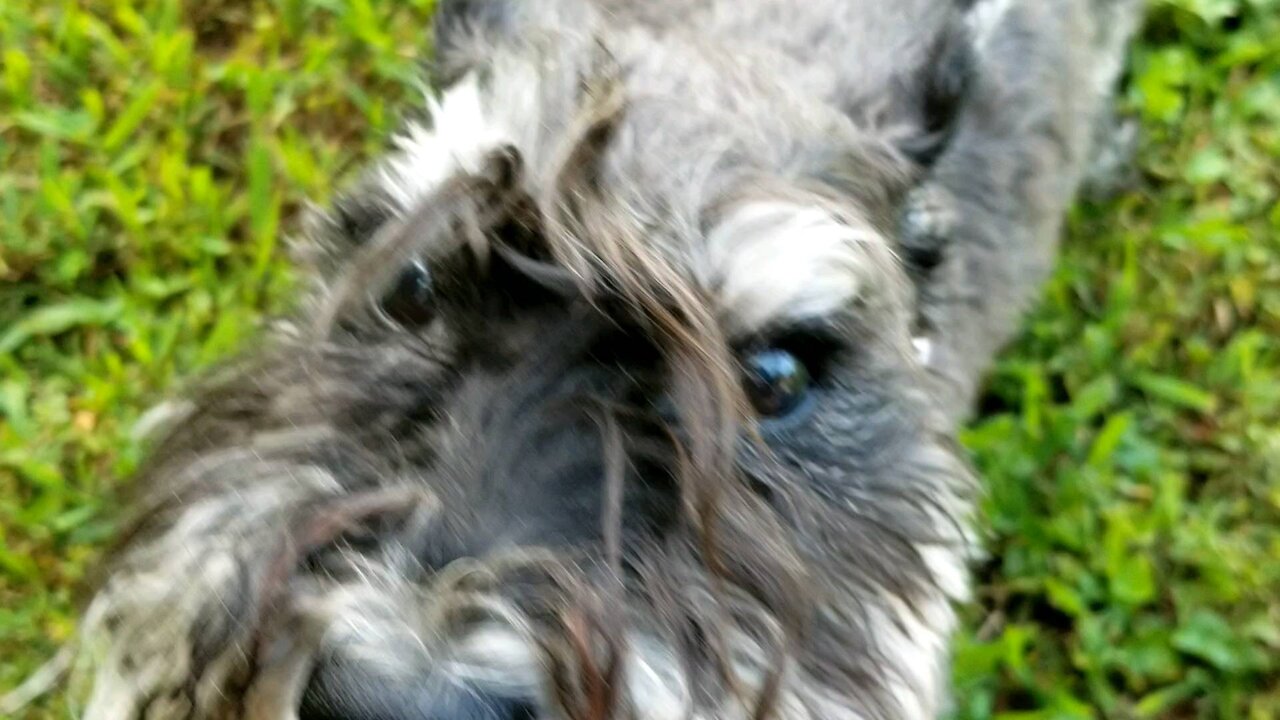 Old miniature schnauzer walks crooked?