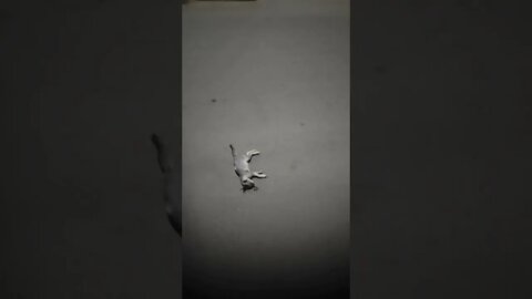 Cat died on the road due to traffic accident,#shorts,#cat,#animallove,#animal,#catlove,#trend,#viral