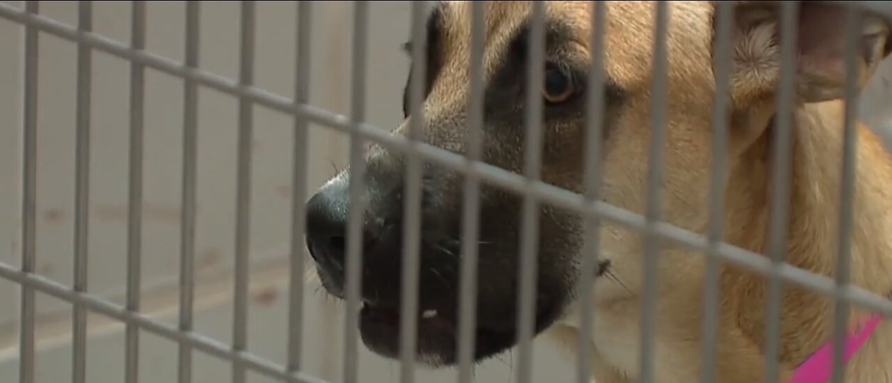 UPDATE: Animal Foundation takes in 275+ lost pets amid COVID-19 policy changes