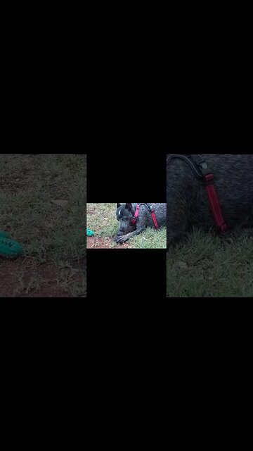 My dog #blueheeler #australiancattledog