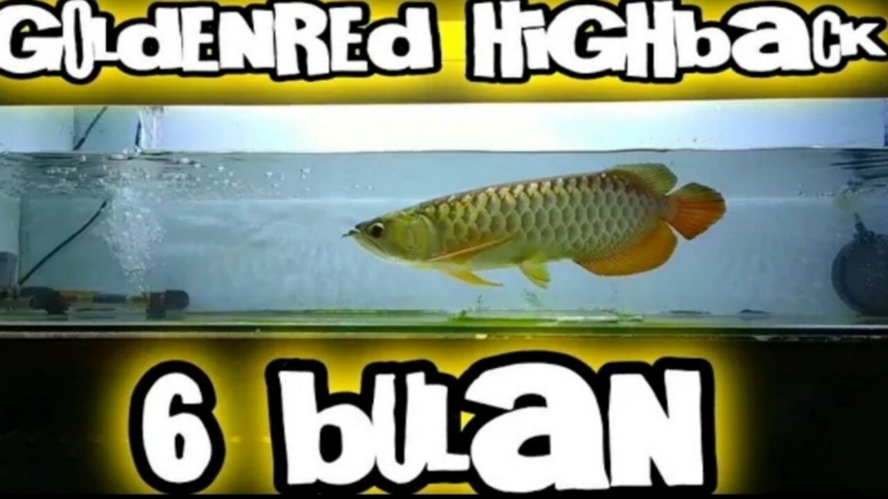 ARWANA GOLDEN RED HIGH BACK