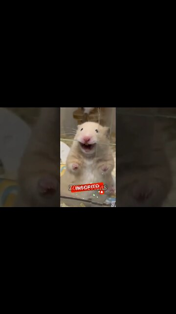 EU SOU BICHÃO MESMO,NINGUÉM ME MANDA🤣🤣🤣