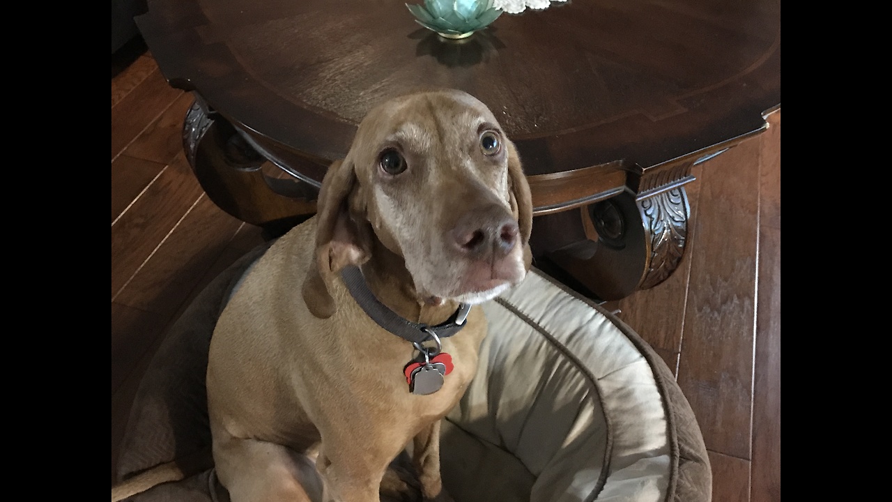 Watch Vizsla Who Thinks He’s A Lap Dog!