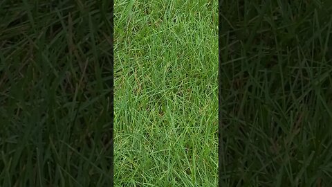 rain has gone #shorts