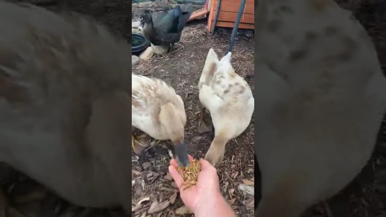 Duck’s Hand Feeding