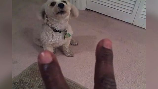 Smart Dog Learns To Count