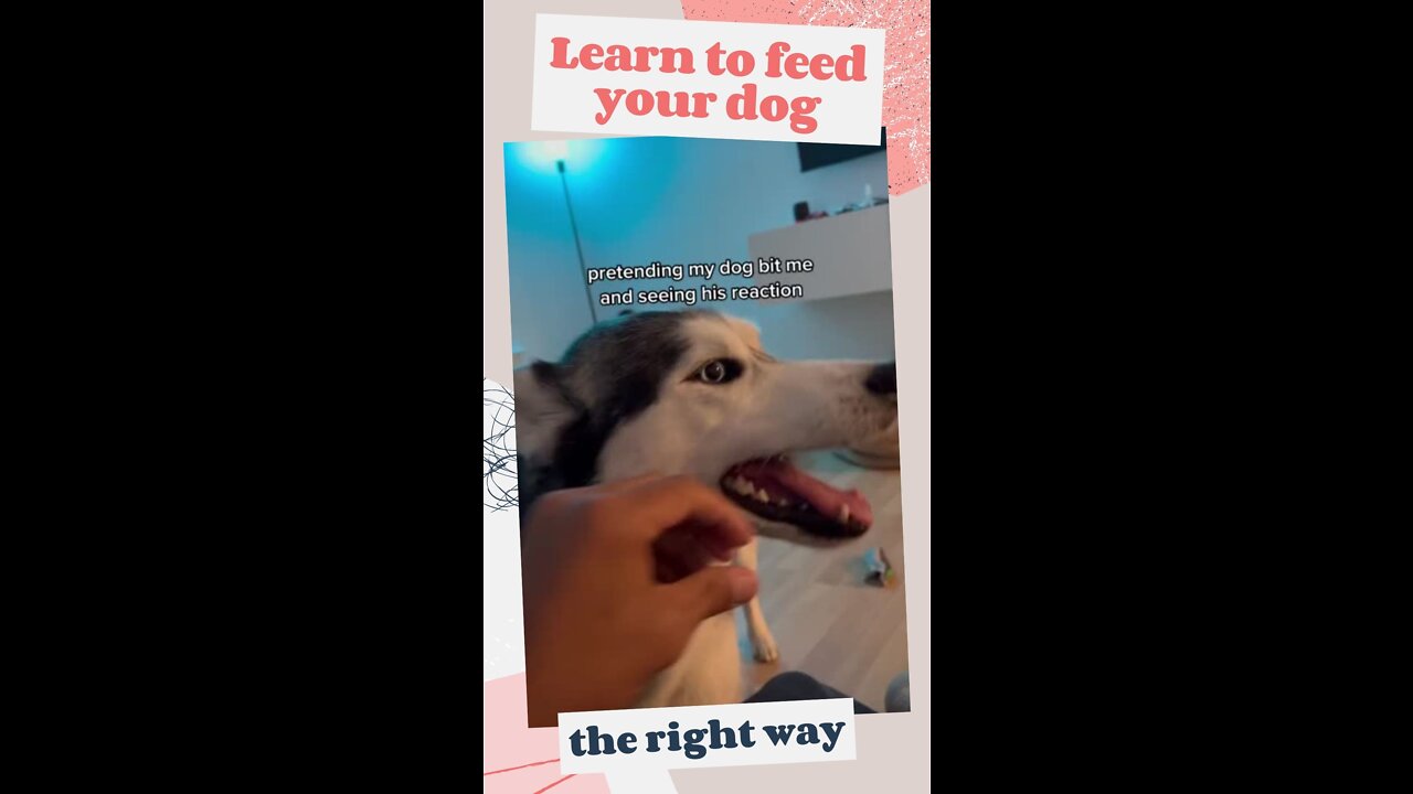 HOW TO FEED YOUR DOG - bad dog