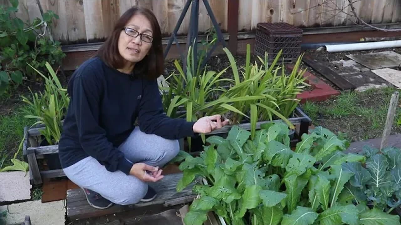 Harvesting Diakom