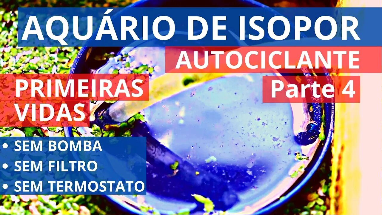 🔴 Parte 4: Aquário AUTOCICLANTE de ISOPOR DIY - Sem Filtro, Sem Termostato, Sem Luminária