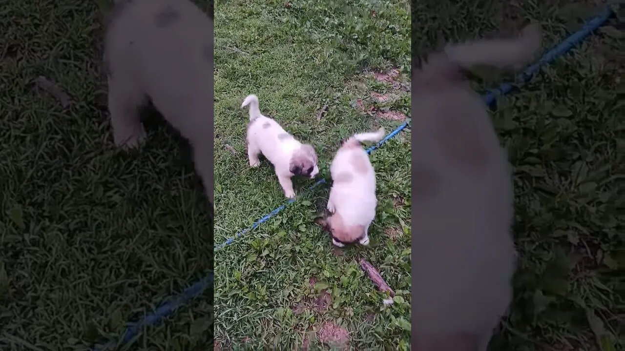 6 weeks old