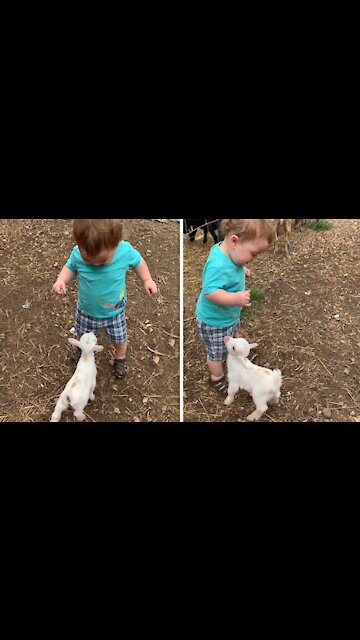 Baby Goat Adorably Wants To Befriend Little Boy