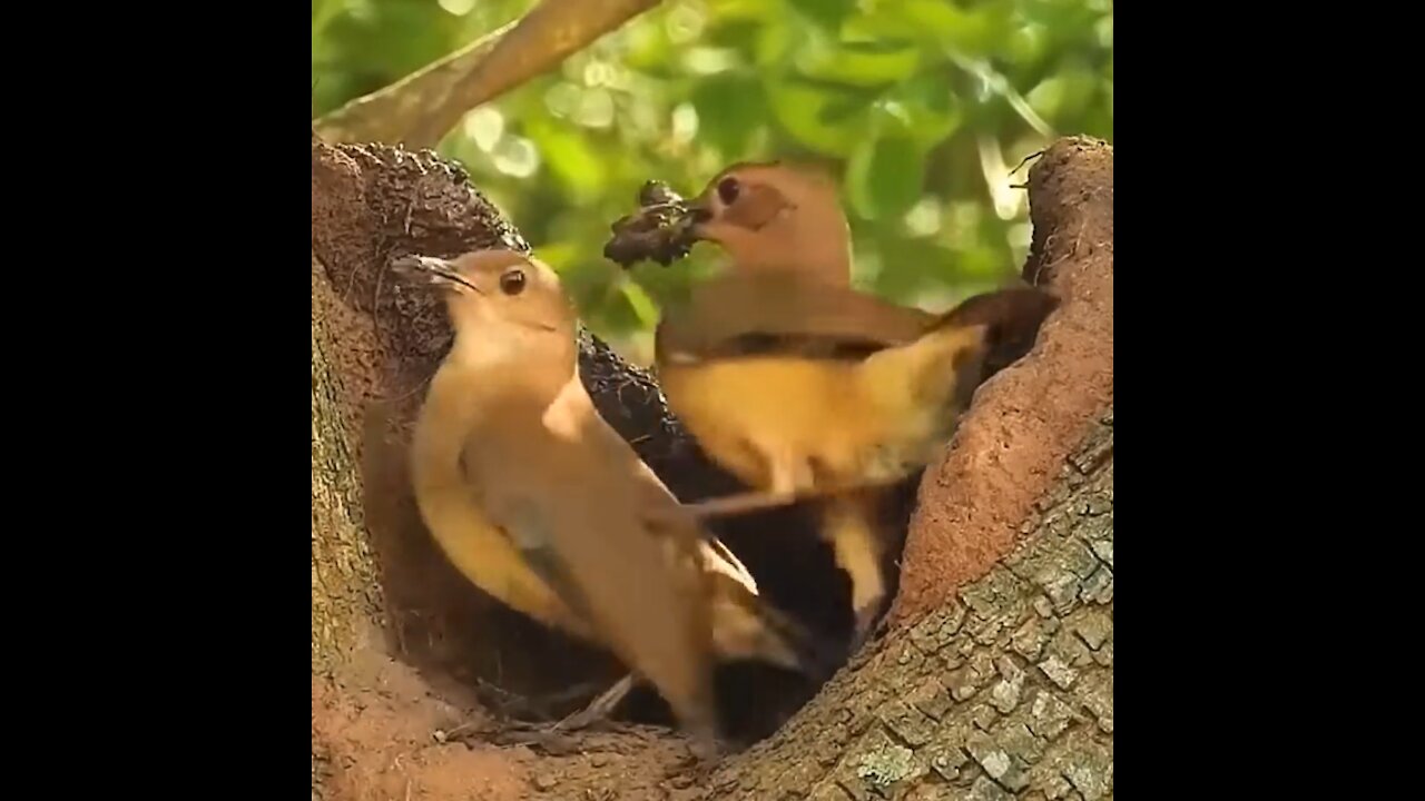 Bird couple building their nest together